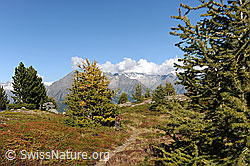 F091700: Lichter Bergwald mit Föhren und Lärchen