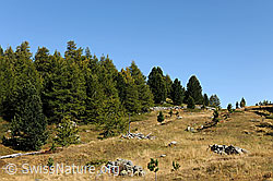 F091709: Nadelwald mit Lärchen und Föhren