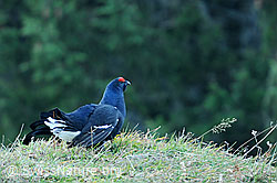 Photo: Black grouse, Switzerland
