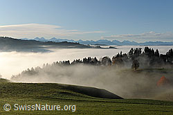 F093070: Herbststimmung: Nebelschleier an der Nebelgrenze