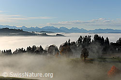 F093071: Herbstbild: Nebelstimmung an der Nebelgrenze