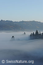 F093119: Geheimnisvolle Nebelstimmung