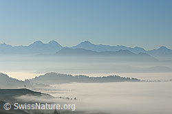 F093126: Nebelmeer und Nebelschicht vor Hohgant und Dreigestirn