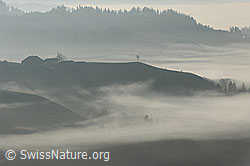 F093128: Herbststimmung an der Nebelgrenze in Emmentaler Hügellandschaft