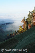 F093183: Herbstlicher Waldrand an der Nebelgrenze