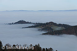 F093236: Hügelzug ragt aus weitem Nebelmeer