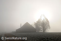 F093273: Geheimnisvolle Nebelstimmung mit Bauernhof und Baum