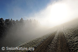 F093283: Feldweg mit Nebelstimmung