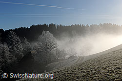 F093296: Nebelstimmung in Raureiflandschaft