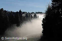 F093317: Stimmungsbild: Licht und Schatten im Tannenwald