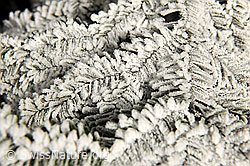 F093330: Starker Frost auf Tannenzweig