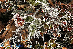 F093332: Frost auf Waldboden