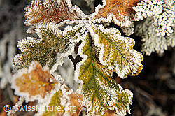 F093336: Blätter in den Herbstfarben mit Frost
