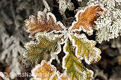 F093337: Herbstbild: Herbstfarbene Blätter mit Raureif