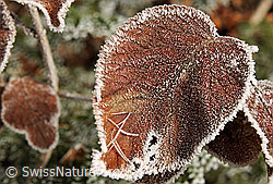 F093341: Herbstblätter mit Raureif