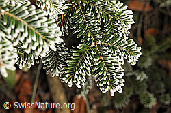 F093346: Nadeln von Tannenzweigen mit Raureif