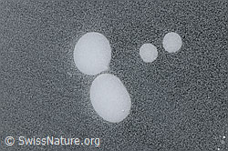 F093618: Luftblasen in Eisdecke