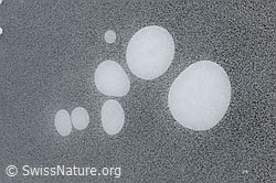 F093619: Luftblasen in der Eisdecke eines gefrorenen Bergsees