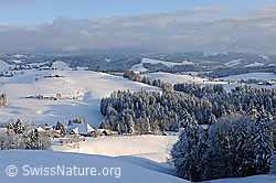 F093987: Winterstimmung mit Streiflicht in frisch verschneiter Hügellandschaft