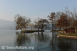 F094776: Insel im Zugersee