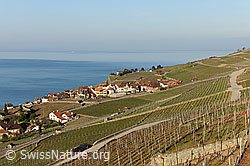 F095242: La Cote bei Chexbres