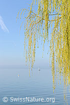 Foto: Zweige der Trauerweide (Salix sepulcralis)