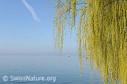 Foto: Trauerweide (Salix sepulcralis) und See