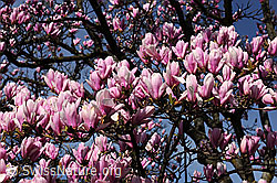 F095302: Frühlingsbild: Magnolien