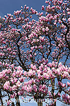 F095303: Magnolien in voller Blust