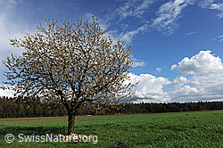 F095464: Blühender Kirschbaum