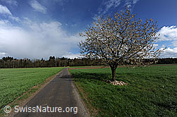 F095469: Blühender Kirschenbaum