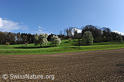 Photo: Flowering pear trees, Switzerland