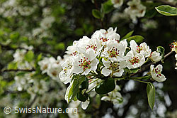 Photo: Pear flowers, Switzerland