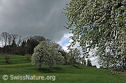 Photo: Flowering pear trees in an orchard, Switzerland