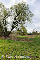 F095868: Mächtiger Baum in frühlingshafter Riedlandschaft
