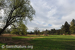 F095877: Mächtiger Baum in Riedlandschaft