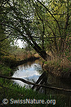 F095890: Wasserlauf in Auenwald