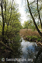 F095904: Wasserlauf in Auenlandschaft