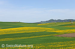 F095928: Liebliche Hügellandschaft mit blühenden Löwenzahnwiesen