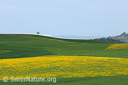 F095932: Liebliche Hügellandschaft mit blühendem Löwenzahn