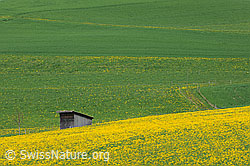 F095936: Holzhütte in Frühlingslandschaft