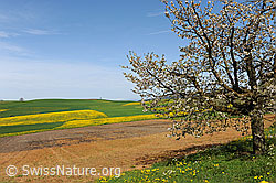 F095939: Blühende Wiesen