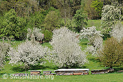 Photo: Springtime picture: Orchard in full flower, Switzerland