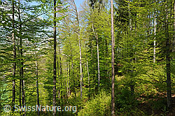 F096132: Buchenwald im Frühling