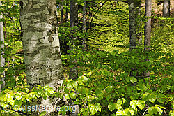 F096139: Buche mt frischem Laub