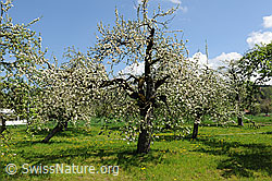 Photo: Springtime Picture: Flowering trees (apple trees), Switzerland