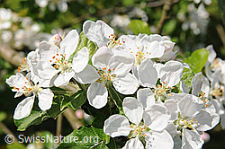 Photo: Blossoms of the apple tree, Switzerland