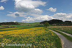 F096236: Schönwetterwolken über blühender Wiese