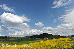 F096242: Blühende Wiesen in Hügellandschaft