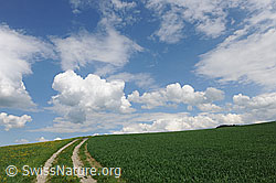 F096245: Lockerer Wolkenhimmel über grüner Frühlingslandschaft